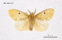 藏品(橙黃毒蛾)的圖片